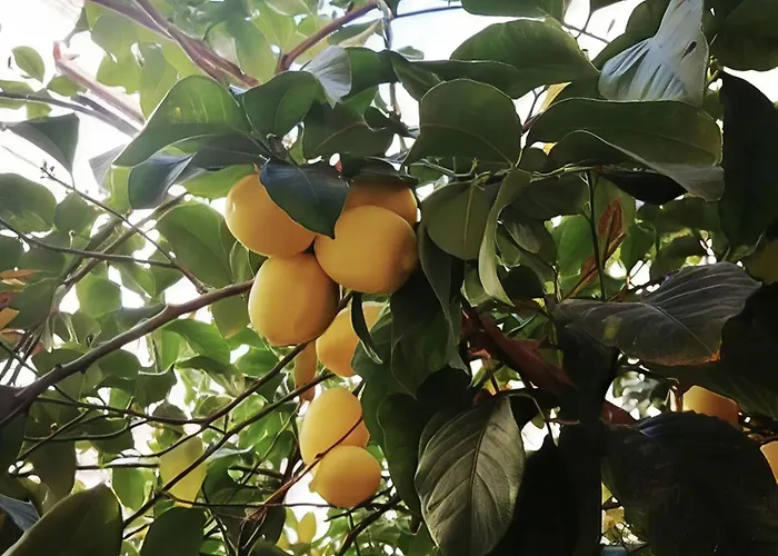 Apartament El Limonar De La Ribera Parking Art